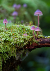 Natur