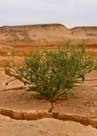 Klimawandel