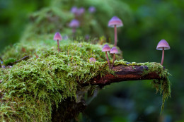 Natur