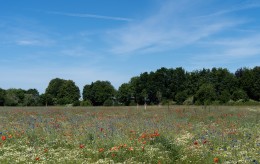 Biodiversität