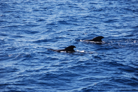 Bild zeigt die Rückenflossen zweier Delfine die im Ozean schwimmen